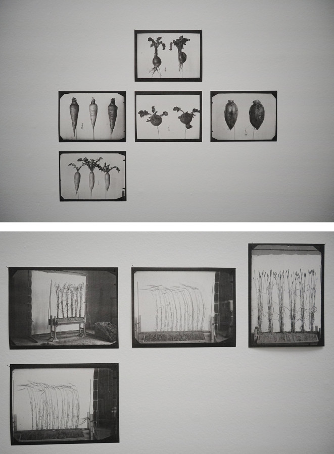 Photos from the author’s private archive, taken during the exhibition The Kale Bed is so Called Because there is Always Kale in it in Badischer Kunstverein in Karlsruhe.